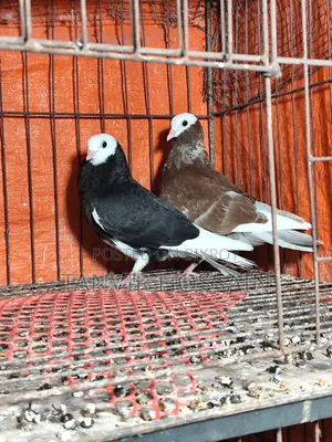 Barmingharm Rollar Baby Pair