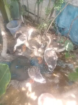 রাজা হাঁস ৪ পিচ