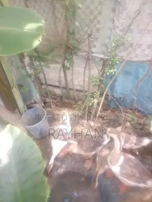 রাজা হাঁস ৪ পিচ