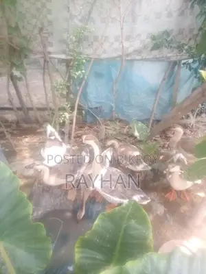 রাজা হাঁস ৪ পিচ