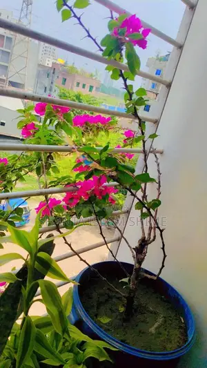 Bougainvillea Flower Plant