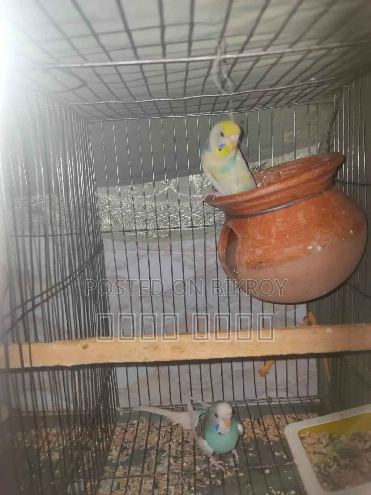 Inbox us to get beautiful and attractive Budgerigars.