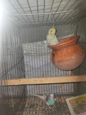 Inbox us to get beautiful and attractive Budgerigars.