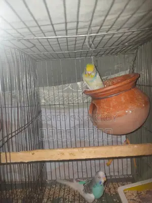Inbox us to get beautiful and attractive Budgerigars.
