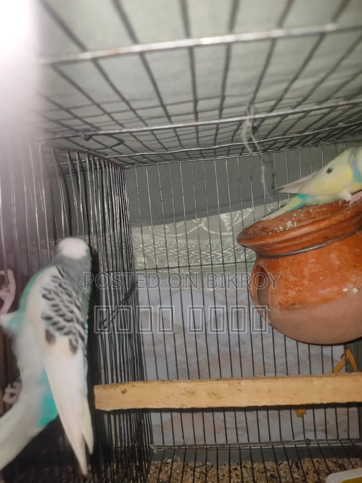 Inbox us to get beautiful and attractive Budgerigars.