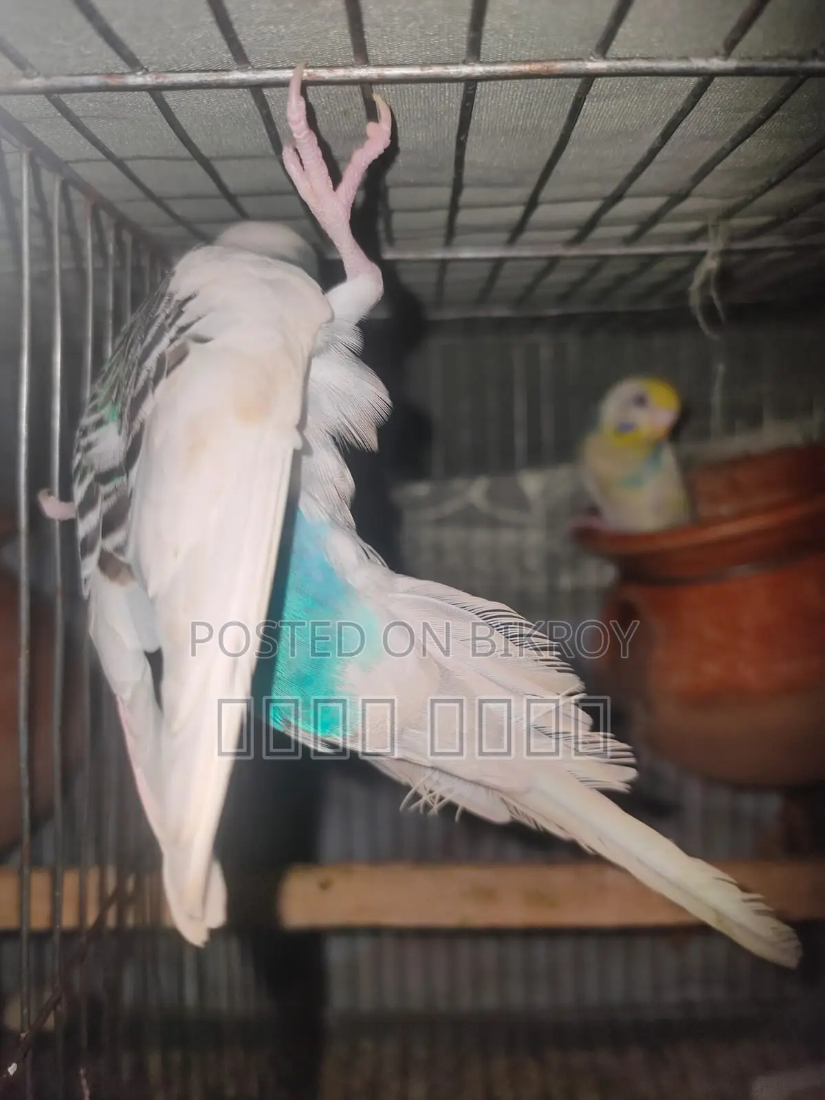 Inbox us to get beautiful and attractive Budgerigars.