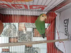Lovebird Male Rosey faced