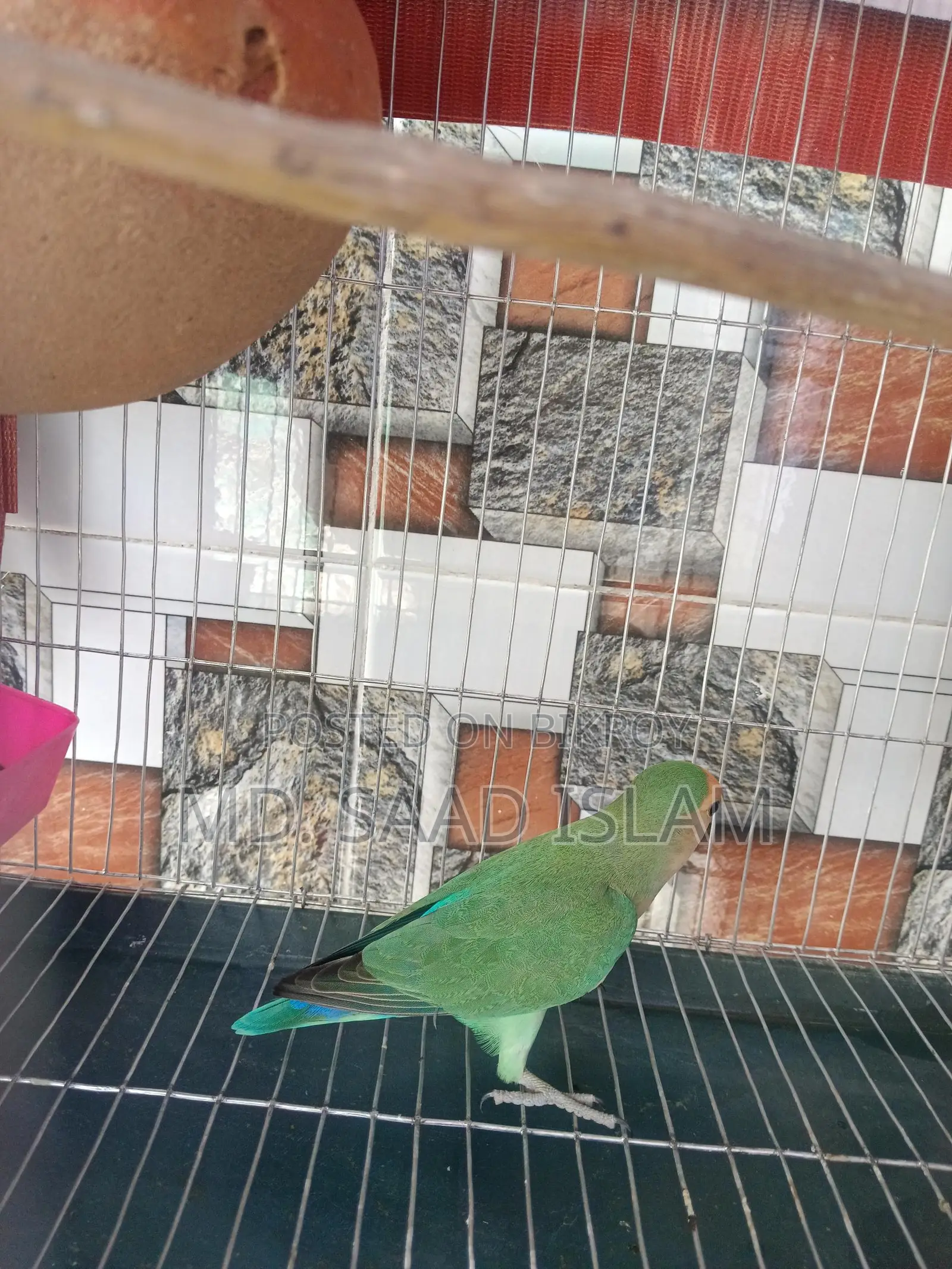 Lovebird Male Rosey faced