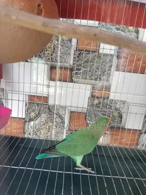 Lovebird Male Rosey faced