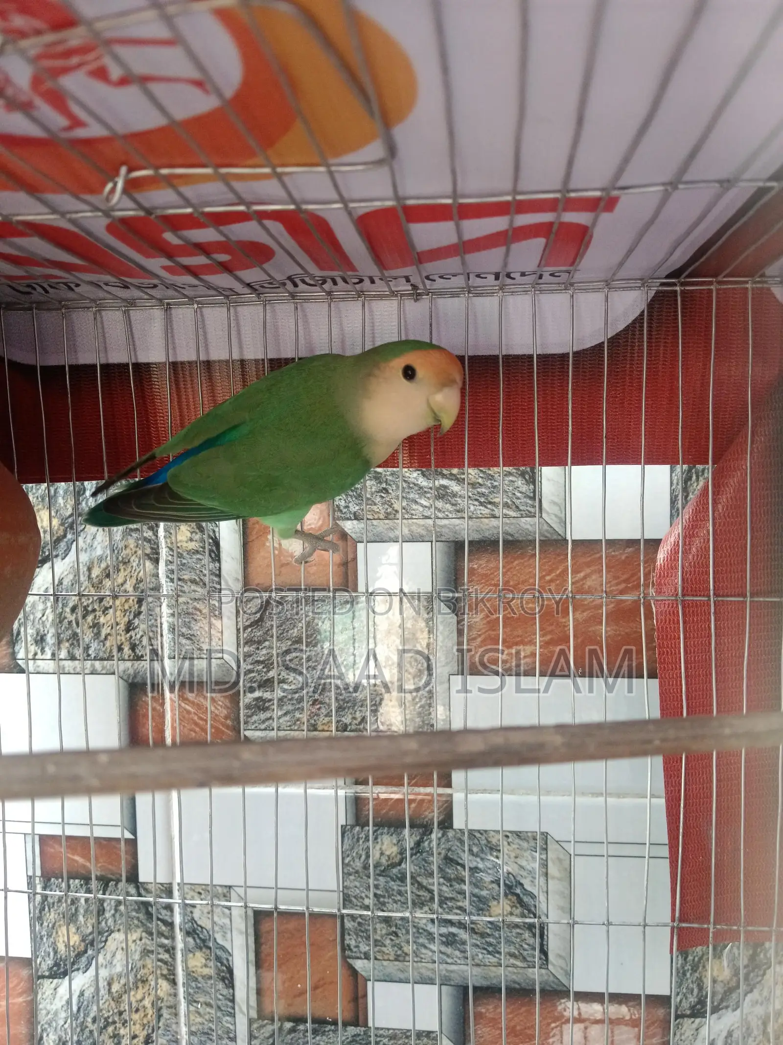 Lovebird Male Rosey faced