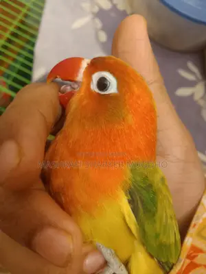 Love Birds For Sale