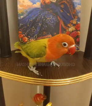 Love Birds For Sale