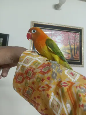 Love Birds For Sale