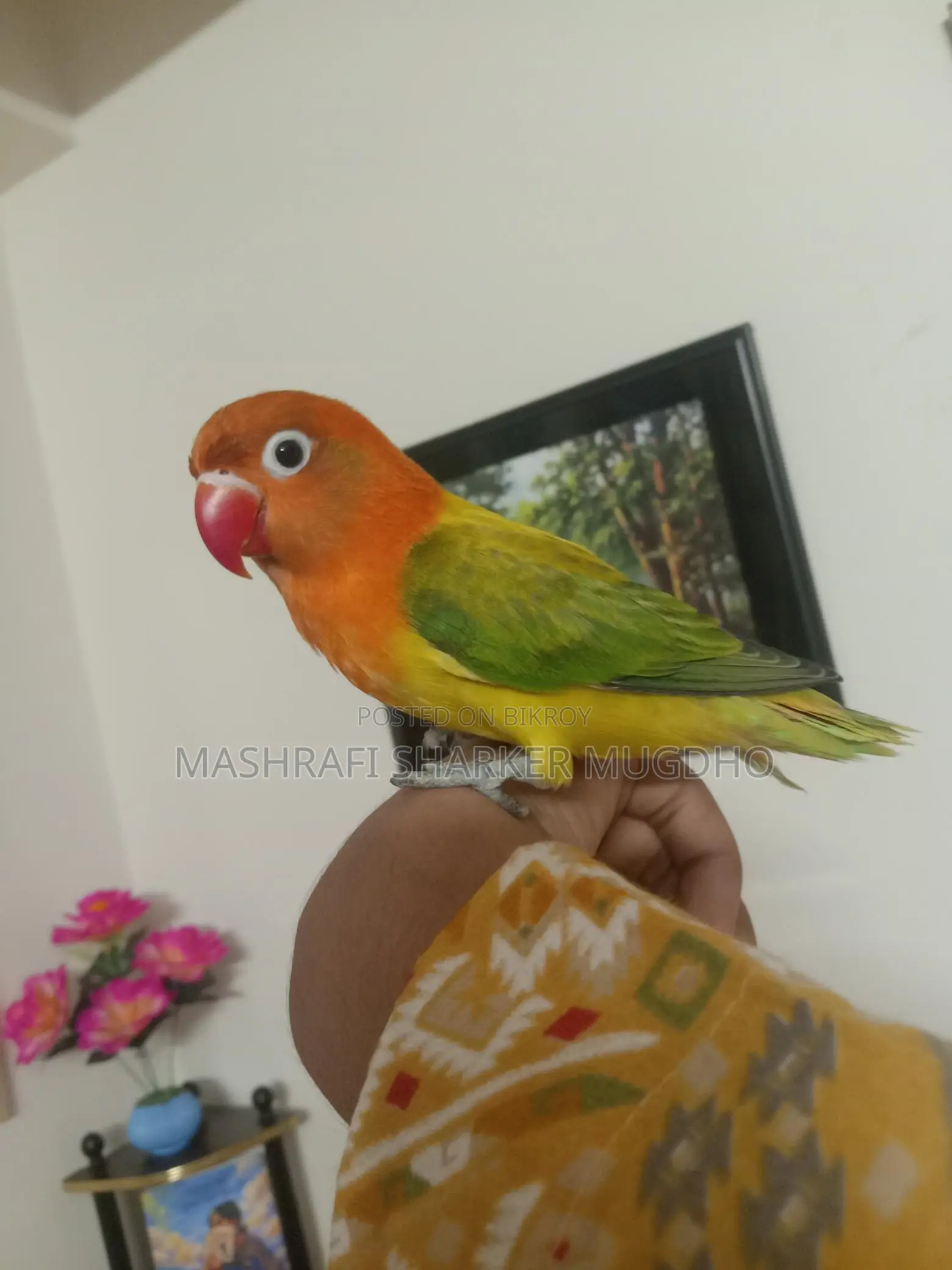 Love Birds For Sale