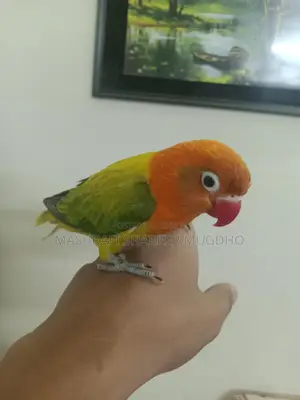 Love Birds For Sale