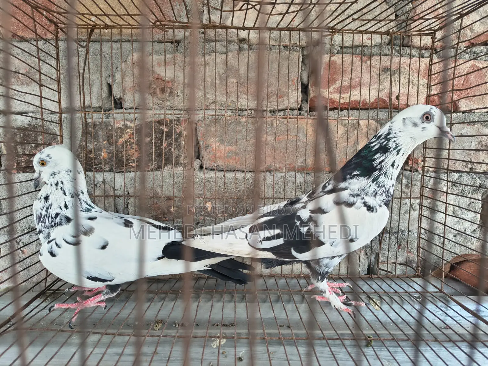 Pigeons for Sale