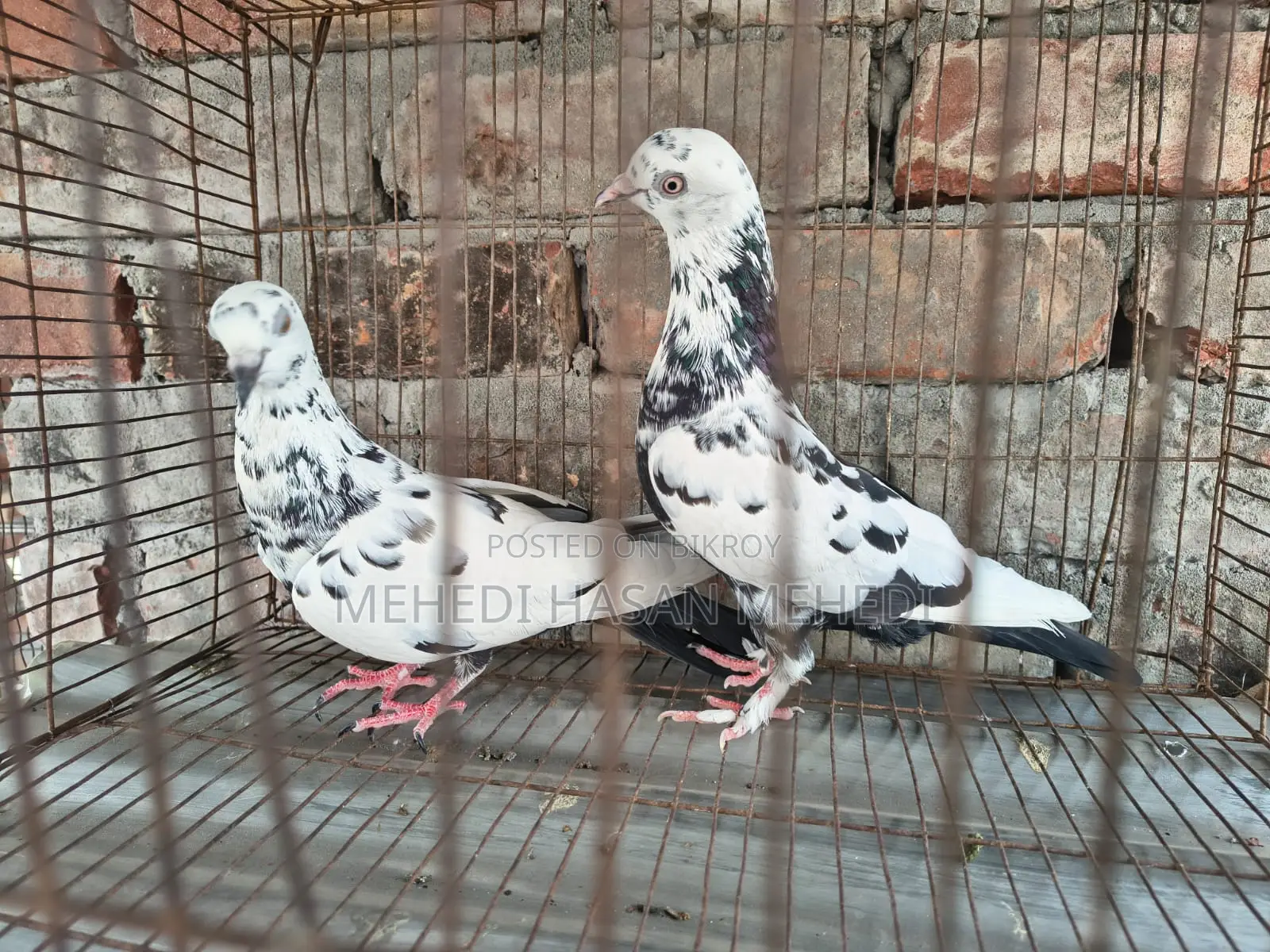 Pigeons for Sale