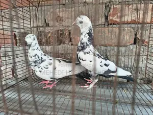 Pigeons for Sale