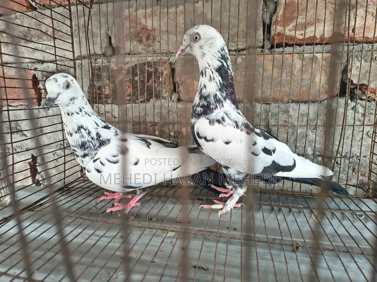 Pigeons for Sale