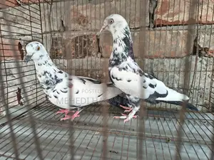 Pigeons for Sale