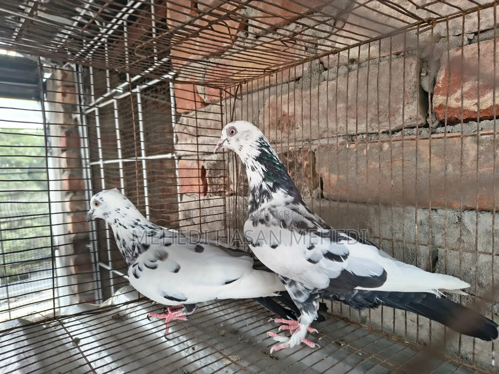 Pigeons for Sale
