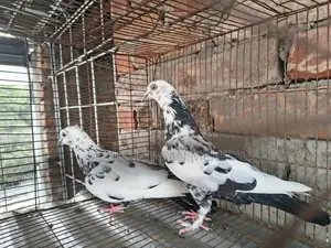 Pigeons for Sale