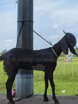 Beetal Cross Goat