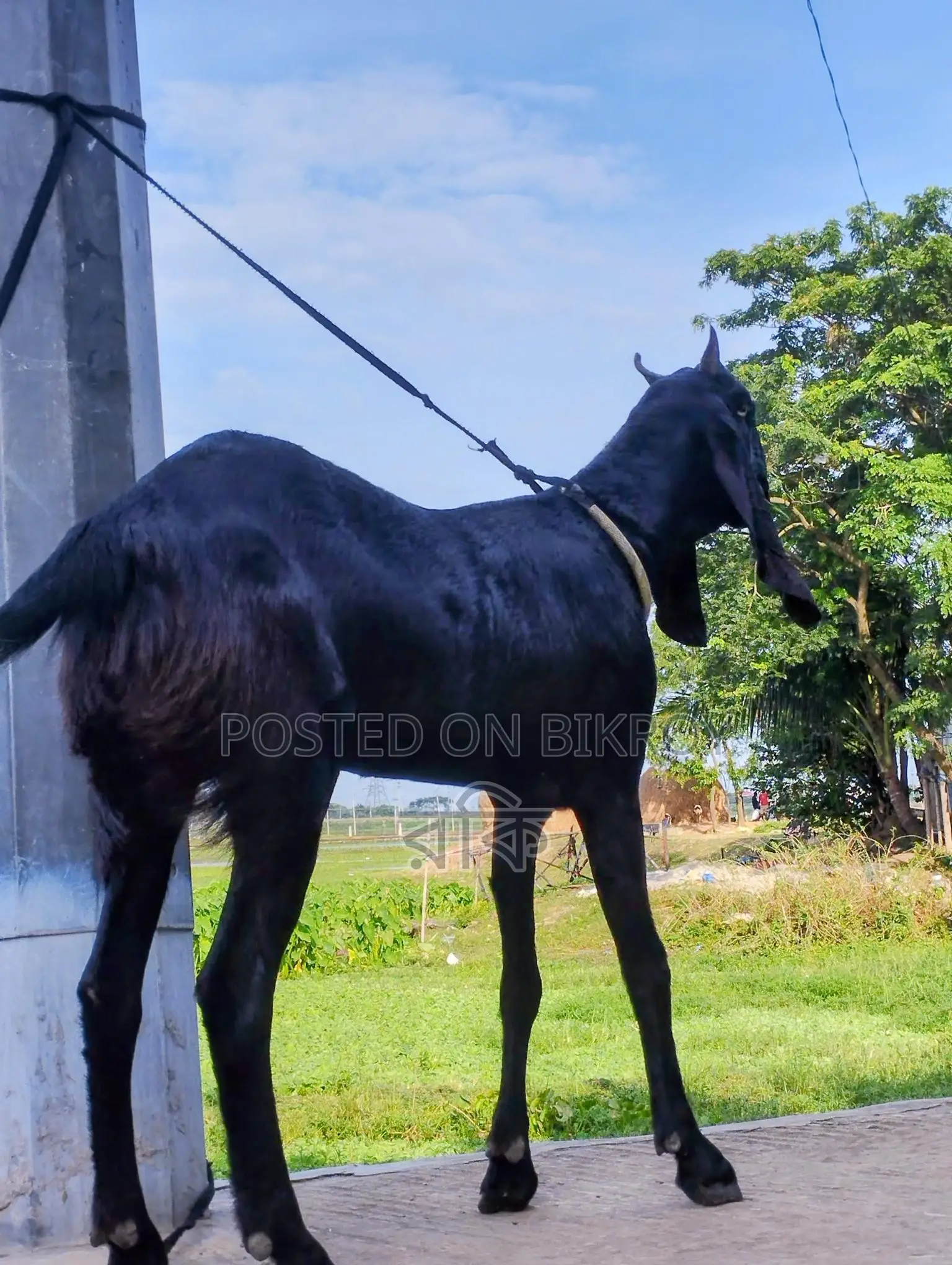 Beetal Cross Goat