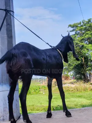 Beetal Cross Goat