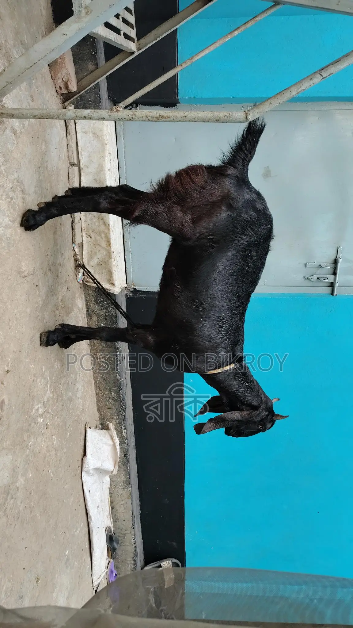 Beetal Cross Goat