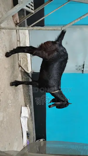 Beetal Cross Goat