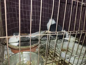 Shirazi Pigeon