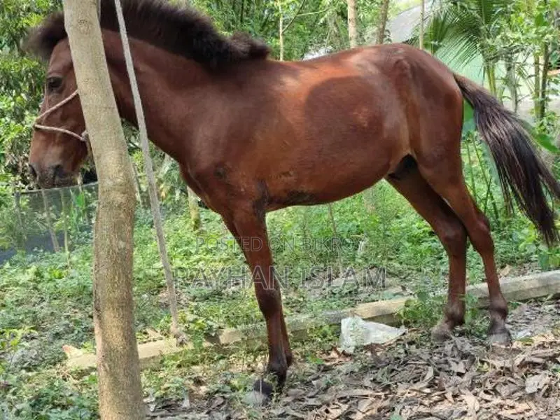 Male Horse Foal
