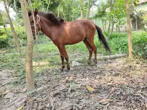Male Horse Foal
