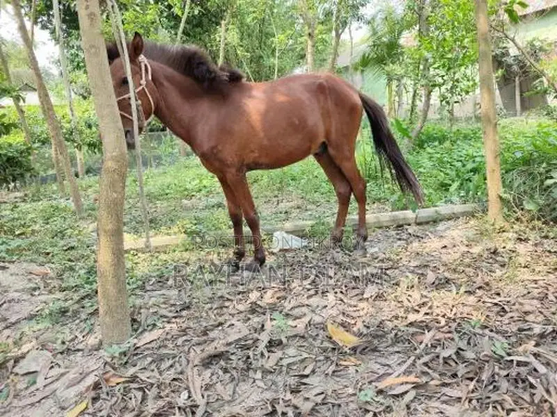 Male Horse Foal