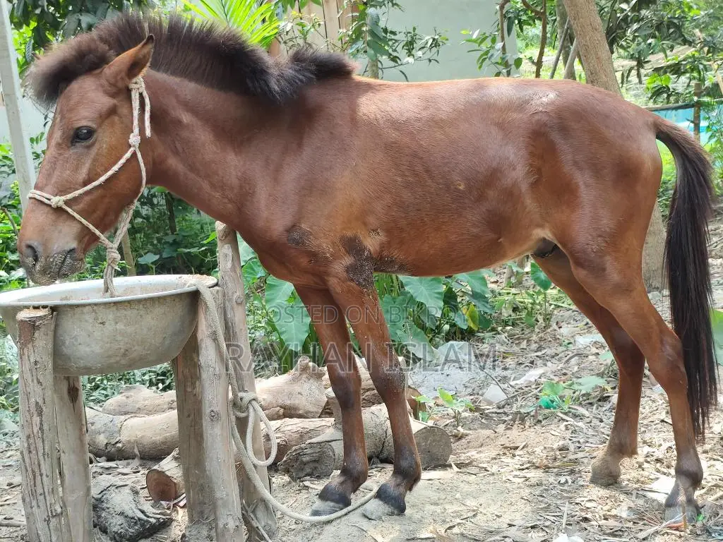 Male Horse Foal