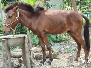 Male Horse Foal