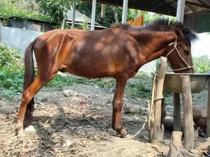 Male Horse Foal