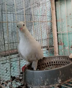 কাগজি মাদি