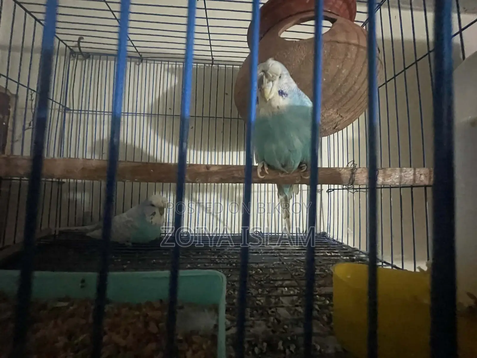 Budgerigar