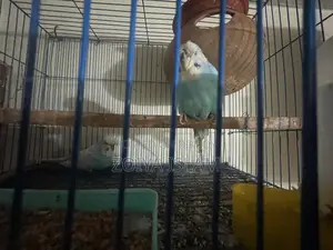 Budgerigar