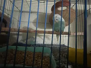 Budgerigar