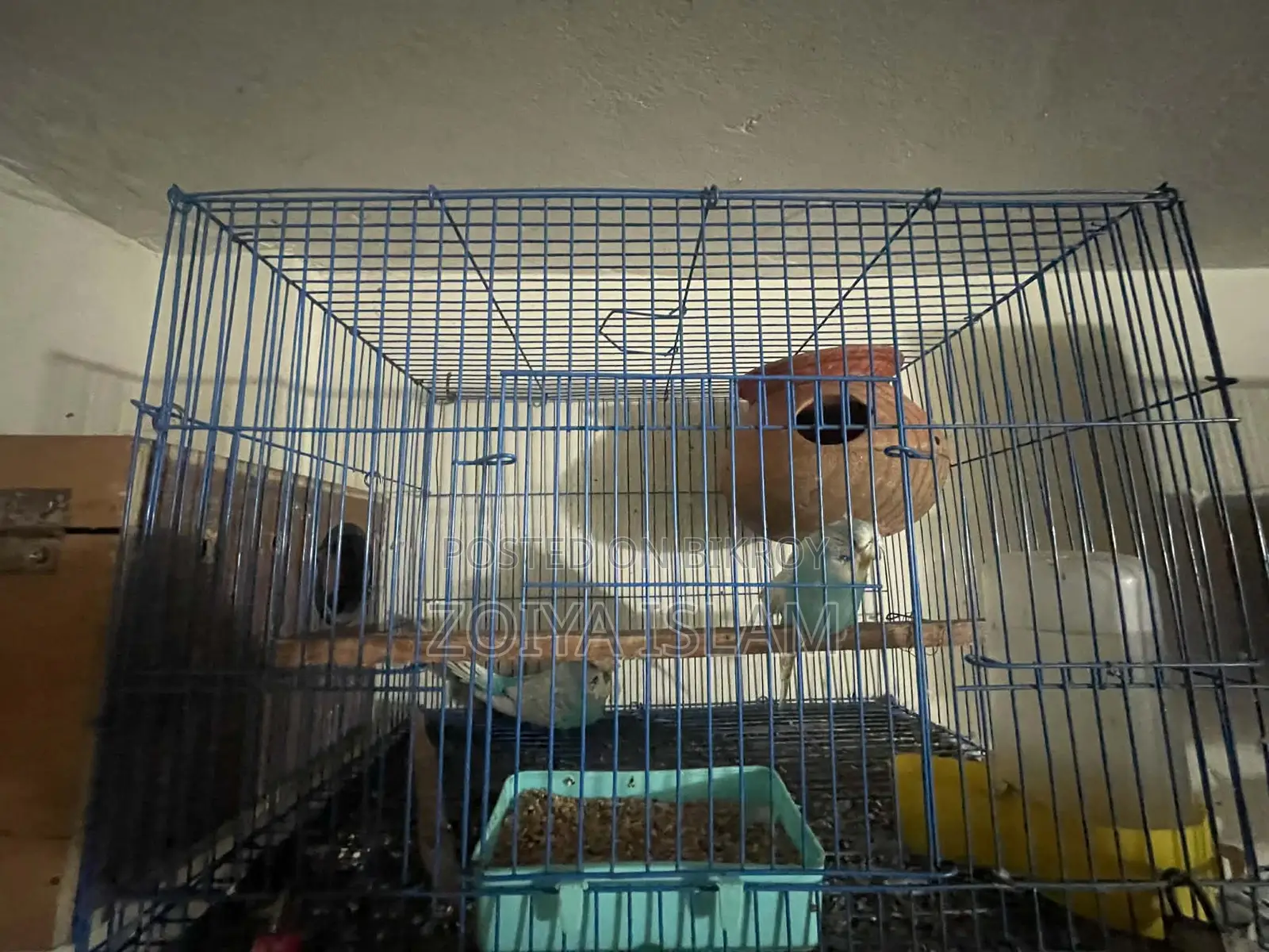 Budgerigar