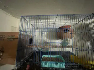 Budgerigar