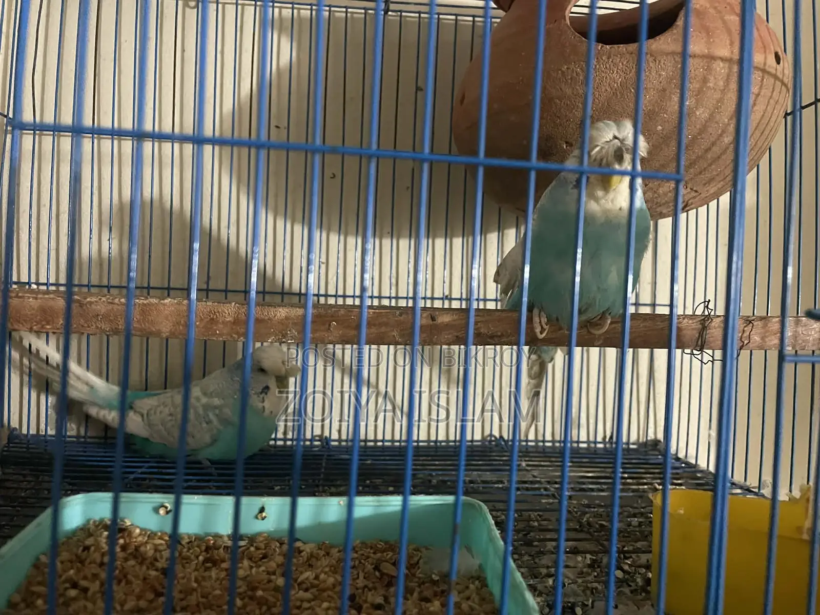 Budgerigar