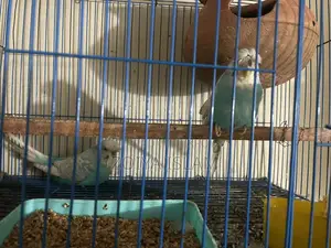 Budgerigar