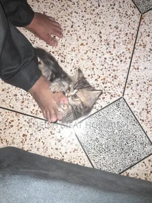 Pure Persian Cat