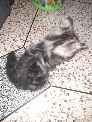পিওর পার্সিয়ান বিড়াল