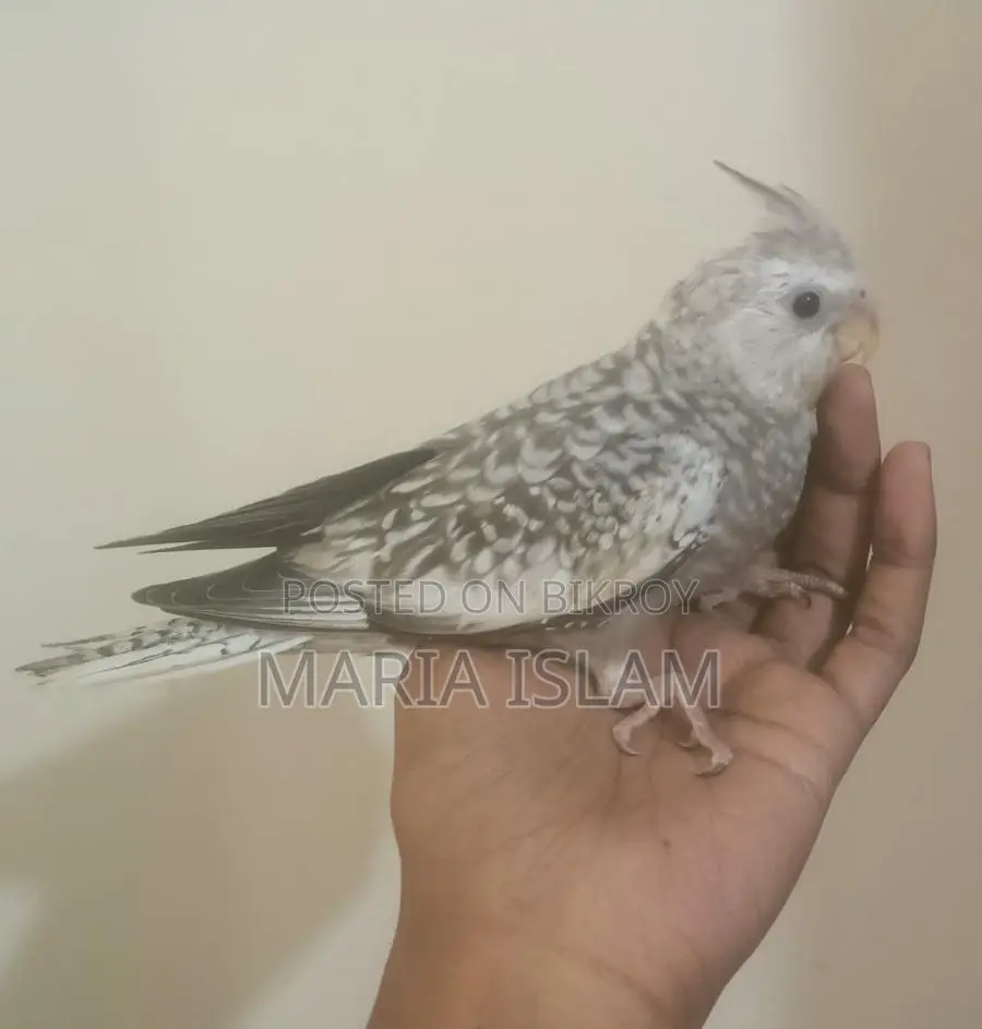 Cockatiel Baby
