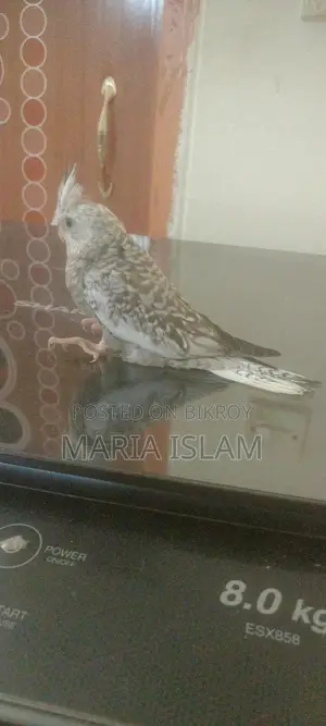 Cockatiel Baby